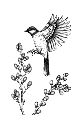 Vector spring sketch. Flying great tit and blooming willow branches illustration. Hand drawn wildlife design in engraved style. Passerine bird and flowers isolated on white background for print